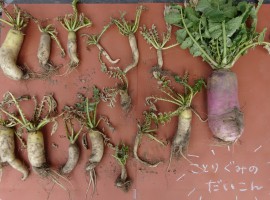 だいこん、採れたよ！