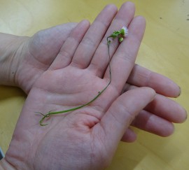 ののはなさん、はじめまして♩