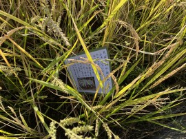 稲刈りをしたよ