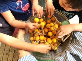 びわがとれたよ！