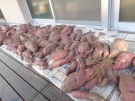 いもいも ほりほり☆