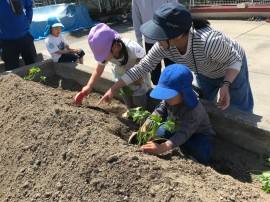 さつまいもの苗を植えたよ