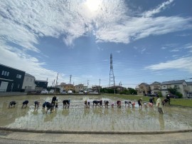 稲、おおきくなあれ！